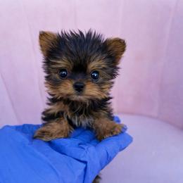Micro Petunia - charting 2 lbs - Black and tan female Yorkshire Terrier puppy in Surprise, Arizona from Enchanted Yorkies