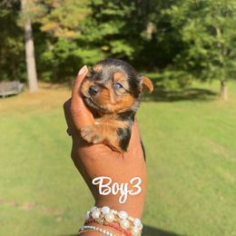 Boy 3 - Blue and gold male Yorkshire Terrier puppy in Louisburg, North Carolina from Nell’s Adorable Yorkshire’s