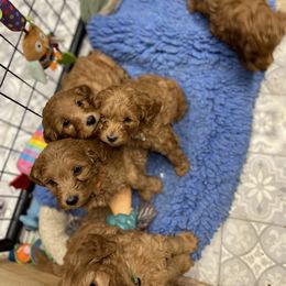 Goldendoodle Puppies from Coal Country Doodles
