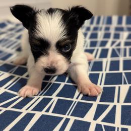 Ravyn's Girl 3 - White black and tan female Papillon puppy in Joshua, Texas from Summertime Kennels