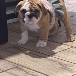 Bulldog and Pug Puppies from Tenpennypups