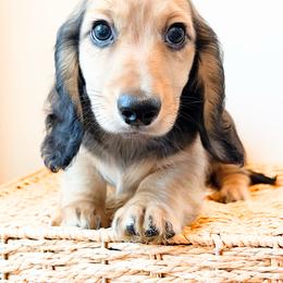 Ranger 3750 - Cream male Dachshund puppy in Sylvania, Alabama from Yancey’s Doxies