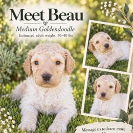 Beau - Cream male Goldendoodle puppy in Millville, California from Hope Lane Kennels