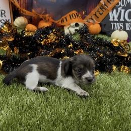 Brindle Piebald Longhair - Brindle female Dachshund puppy in Killeen, Texas from Southern Dachshunds