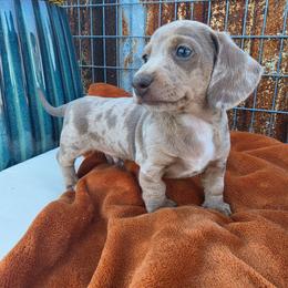 Ranger - Dapple male Dachshund puppy in Florence, Arizona from Doxie Town Az