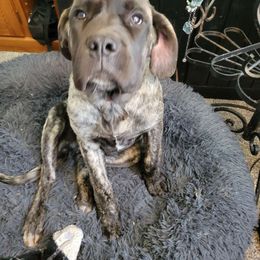 Vixen - Brindle Mastiff puppy in Proctor, Minnesota from BFG MASTIFFS