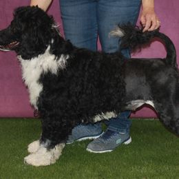 Trey - Portuguese Water Dog