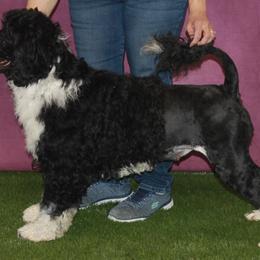 Trey - Portuguese Water Dog