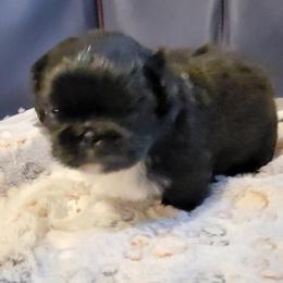 Prima - Black female Pekingese puppy in Florence, Alabama from Keyna's Pekes