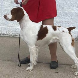 Brittanys from Spring Creek Brittany’s