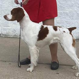 Brittanys from Spring Creek Brittany’s