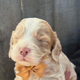 Cockapoo and Poodle Puppies from DoodleForever