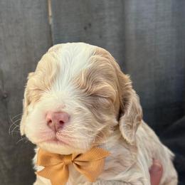 Cockapoo and Poodle Puppies from DoodleForever