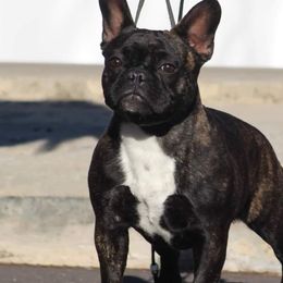 Carol - French Bulldog