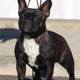 Carol - French Bulldog