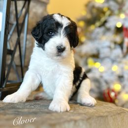 Clover - Black and white female Bernedoodle puppy in Salina, Oklahoma from Hudson Shore Bernedoodles