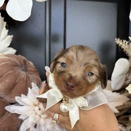 Coco Chanel - Dapple female Dachshund puppy in North Fort Myers, Florida from Trust Fund Devil Kennel
