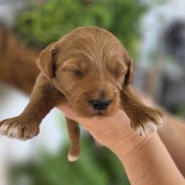 Luna - Red  female Goldendoodle puppy in Decatur, Tennessee from Diamond's Doodles