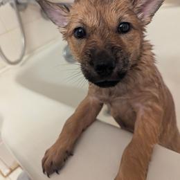 Girl 1 - Red female Hokkaido puppy in Atlanta, Georgia from Tohoku Nozomi Kennel 東北望み荘