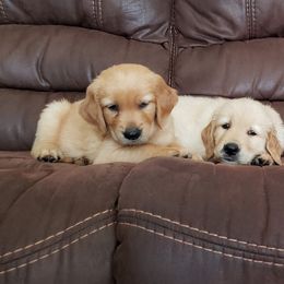 Golden Retriever Puppies from Sims Golden Retrievers