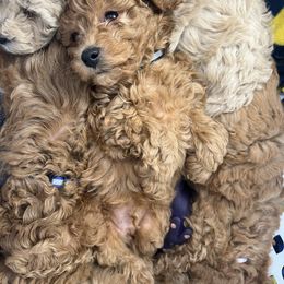 Poodle Puppies from Breahna Snay
