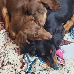 Dachshund Puppies from Callaway Country Dachshunds