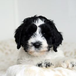 Purple - Black female Australian Labradoodle puppy in Williamstown, New York from Lewis Manor Labradoodles
