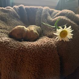 Jiminy Cricket - Red  male Goldendoodle puppy in Indianapolis, Indiana from E&A Doodle Barn