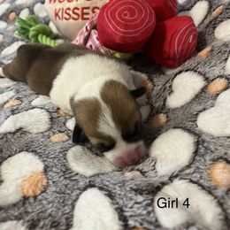 Pembroke Welsh Corgi Puppies from Wiggle Ranch Corgis