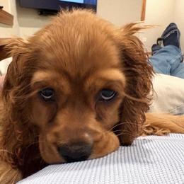 Cocker Spaniel Puppies from A&J Kennel