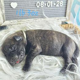 Boy 6 - Brindle male Mastiff puppy in Linton, Indiana from Riggins Mastiffs and Danes