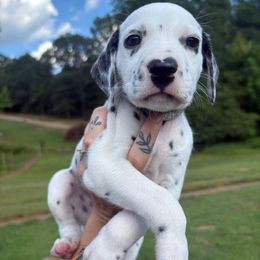 Cantaloupe - White and black male Dalmatian puppy in Demorest, Georgia from Dixon Dalmatians