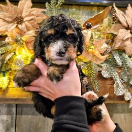 Glacier - Phantom male Bernedoodle puppy in Forest, Ohio from Mini Doodle Buddies