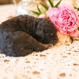 Poodle Puppies from Setting the Standard Poodles