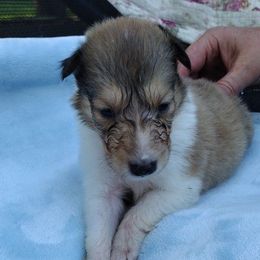 Boy 5 - Sable and white male Collie puppy in Silsbee, Texas from Jeanah's Pups