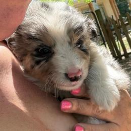 Wren - Blue merle female Australian Shepherd puppy in Four Oaks, North Carolina from RoseWest Farms