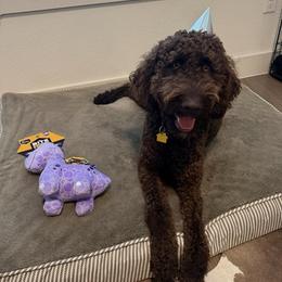 Double Doodle, Goldendoodle, and Labradoodle All Grown Up from Godley Doodles Of Texas