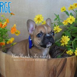 George O'Malley - Fawn male French Bulldog puppy in Loxahatchee, Florida from Blue Wonder Frenchies