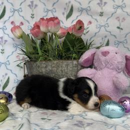 Girl 1 - female Miniature American Shepherd puppy in Kalama, Washington from Lone Pine Miniature American Shepherds
