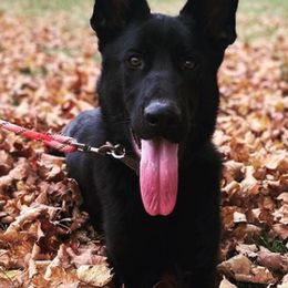 German Shepherds from GS