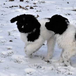 Newfoundlands from Ebb Tide Kennels and Stables
