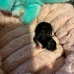 Deputy - Blue and gold male Yorkshire Terrier puppy in Brandenburg, Kentucky from Lil Amazing Paws Yorkshire Terriers
