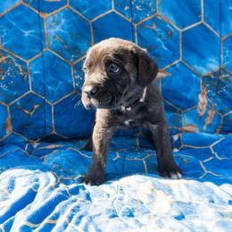 Pink Collar - Black brindle female Cane Corso puppy in Houston, Texas from Zenith Cane Corso