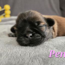 Penny - Black and tan female Shih Tzu puppy in Corona, California from Ju Shih Tzu