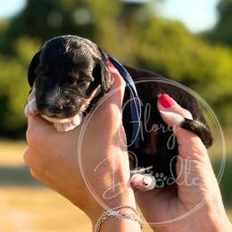 Blue - Tri-color male Bernedoodle puppy in Rockwall, Texas from Glory Doodles