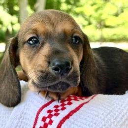 Puppaccino AKC - Red male Dachshund puppy in Hendersonville, North Carolina from Snarky Doxy Miniature Dachshunds