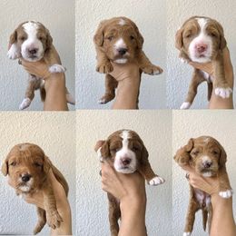 Goldendoodle Puppies from Howard House of Paws