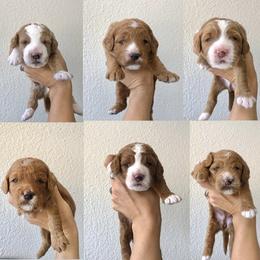 Goldendoodle Puppies from Howard House of Paws
