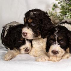 Goldendoodle and Springerdoodle Puppies from Springerdoodles Plus AZ