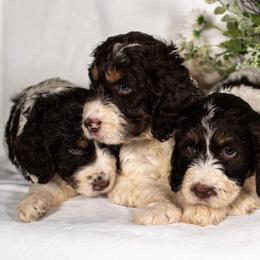 Goldendoodle and Springerdoodle Puppies from Springerdoodles Plus AZ